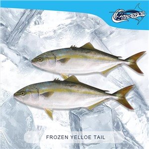 Frozen Yellow Tail