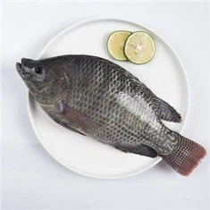 Tilapia Ntses