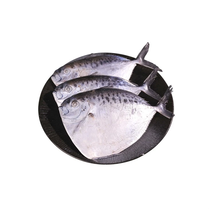 Customized Mene Maculata
