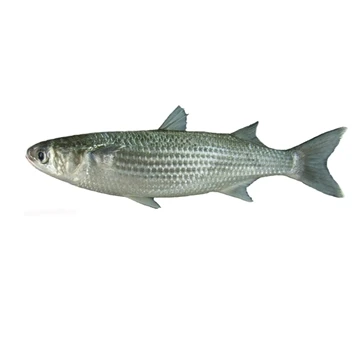 Grey Mullet