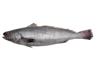 Frozen Brown Muloway Gutted